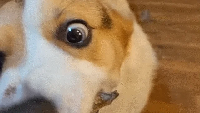 [X-MAS특가] [무료배송] [2개] 미요야미 청정바다 열빙어 65g 4번째