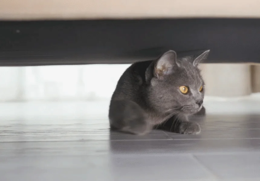 [NEW신상][무료배송] 에나봇 ROLAPETPAL 롤라펫팔 움직이면서 간식주는 펫캠 CCTV 로봇 54번째