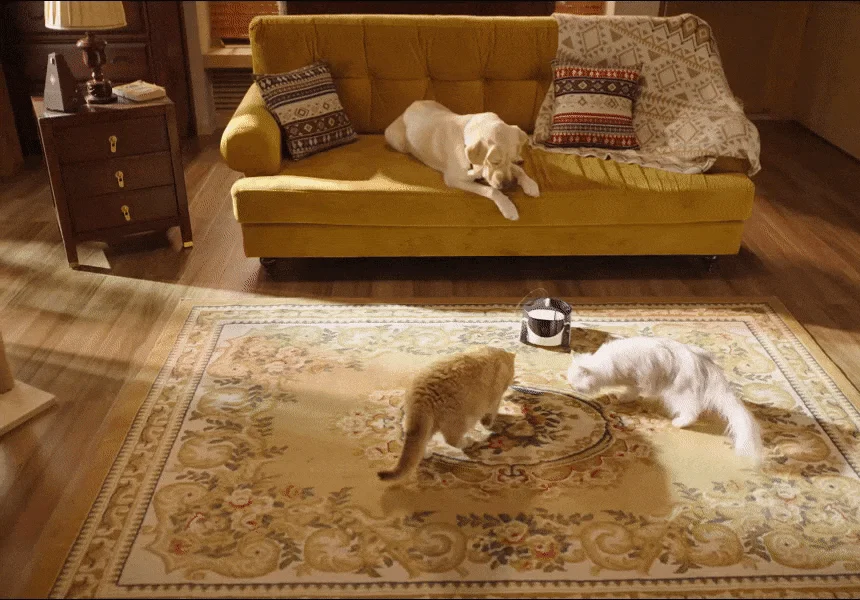 [NEW신상][무료배송] 에나봇 ROLAPETPAL 롤라펫팔 움직이면서 간식주는 펫캠 CCTV 로봇 1번째