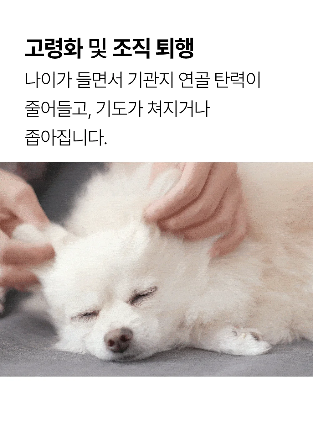 [NEW신상]더헬씨 강아지 영양제 브리즈 기관지 100g 7번째