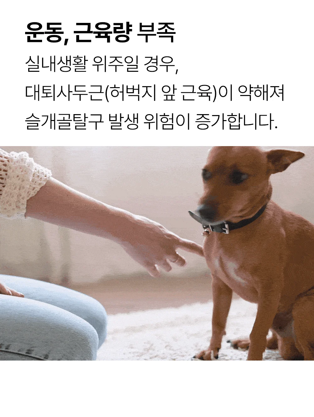 [NEW신상]더헬씨 강아지 영양제 코어 관절 100g 6번째