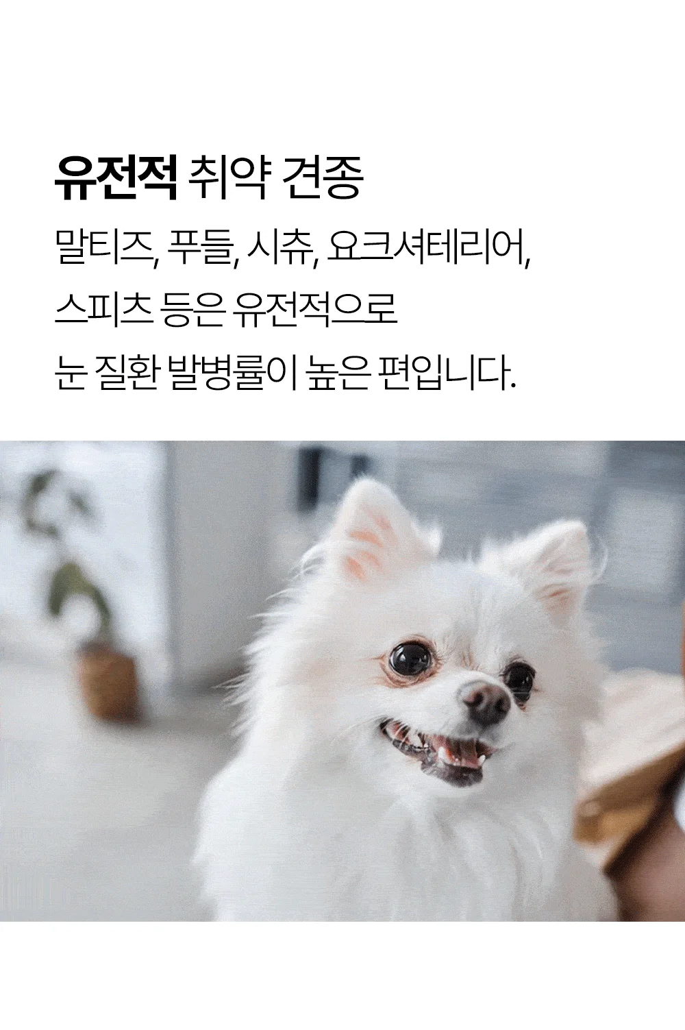 [NEW신상]더헬씨 강아지 영양제 클리어 아이즈 100g 6번째