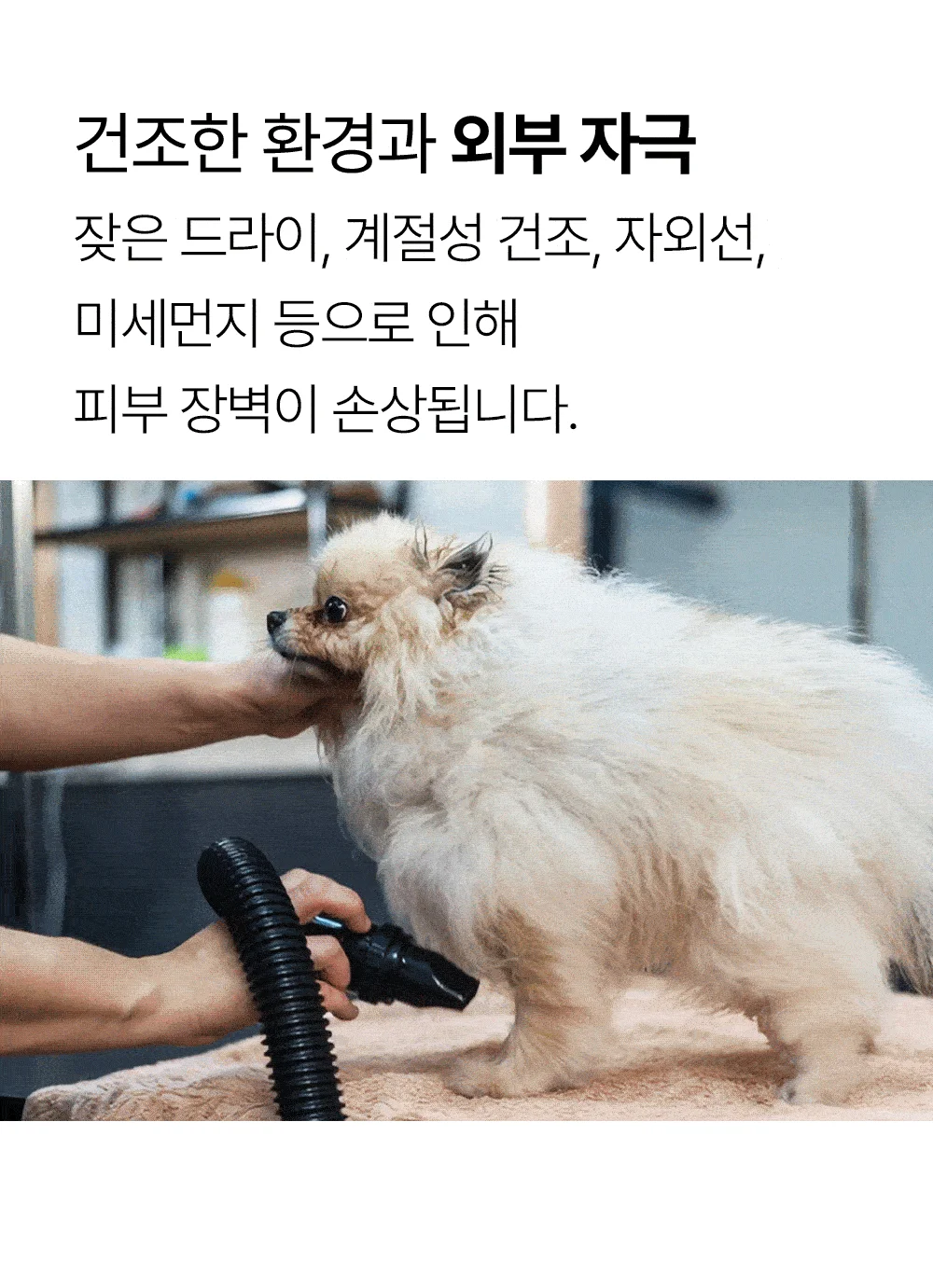 [NEW신상]더헬씨 강아지 영양제 글로우 피모/피부 100g 6번째