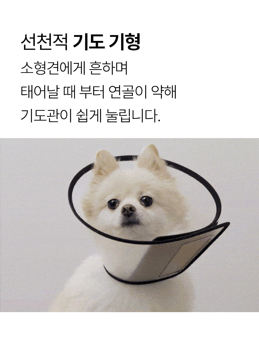 [NEW신상]더헬씨 강아지 영양제 브리즈 기관지 100g 5번째