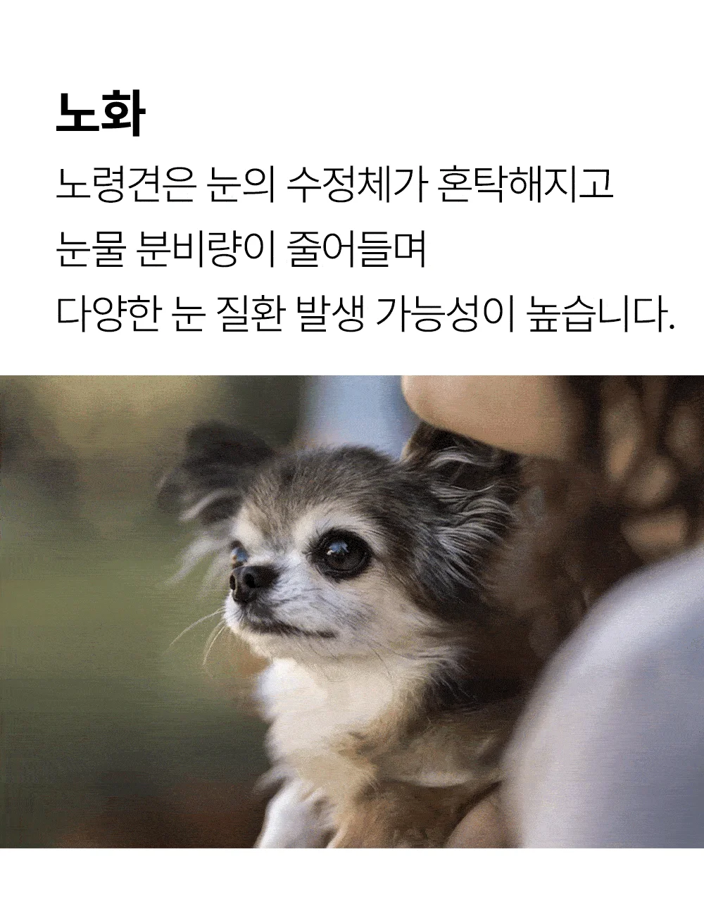 [NEW신상]더헬씨 강아지 영양제 클리어 아이즈 100g 5번째