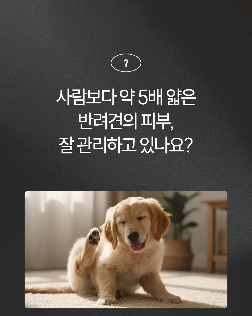 [무료배송] 데이스포 후코이단 피부영양제 250g 6번째