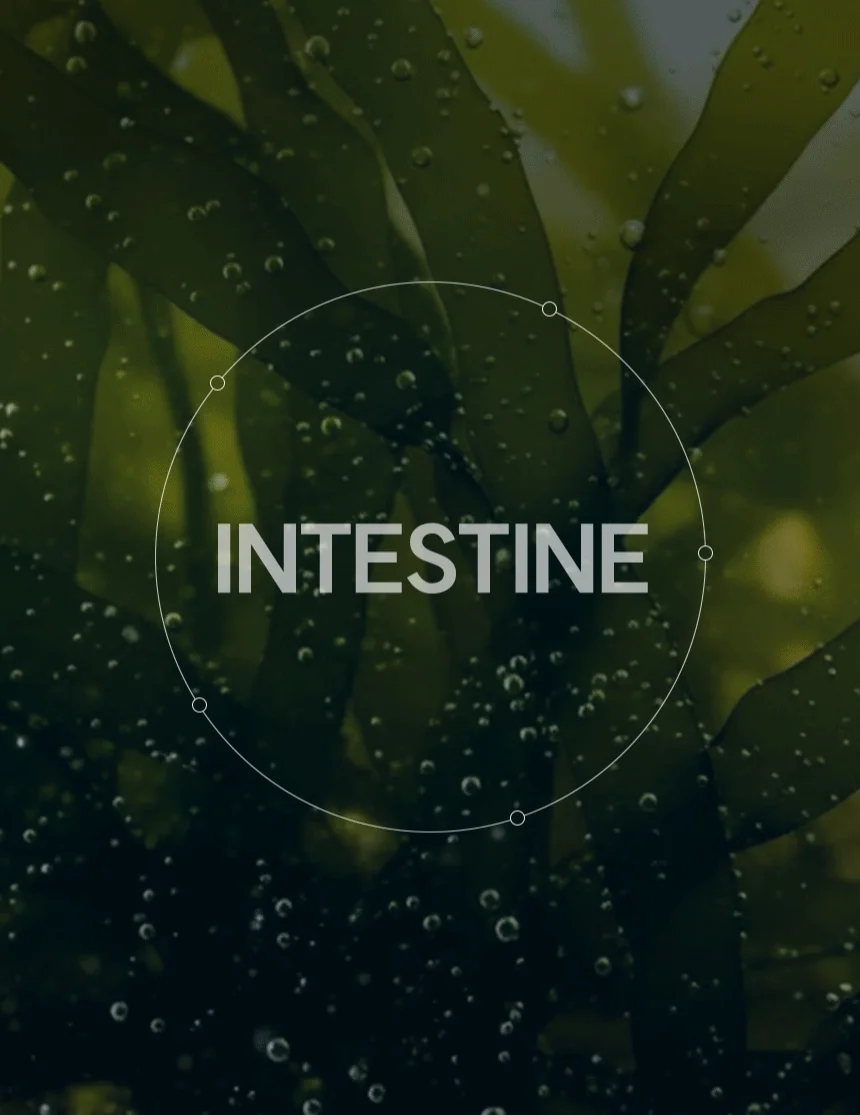 [무료배송] 데이스포 후코이단 장영양제 250g 9번째