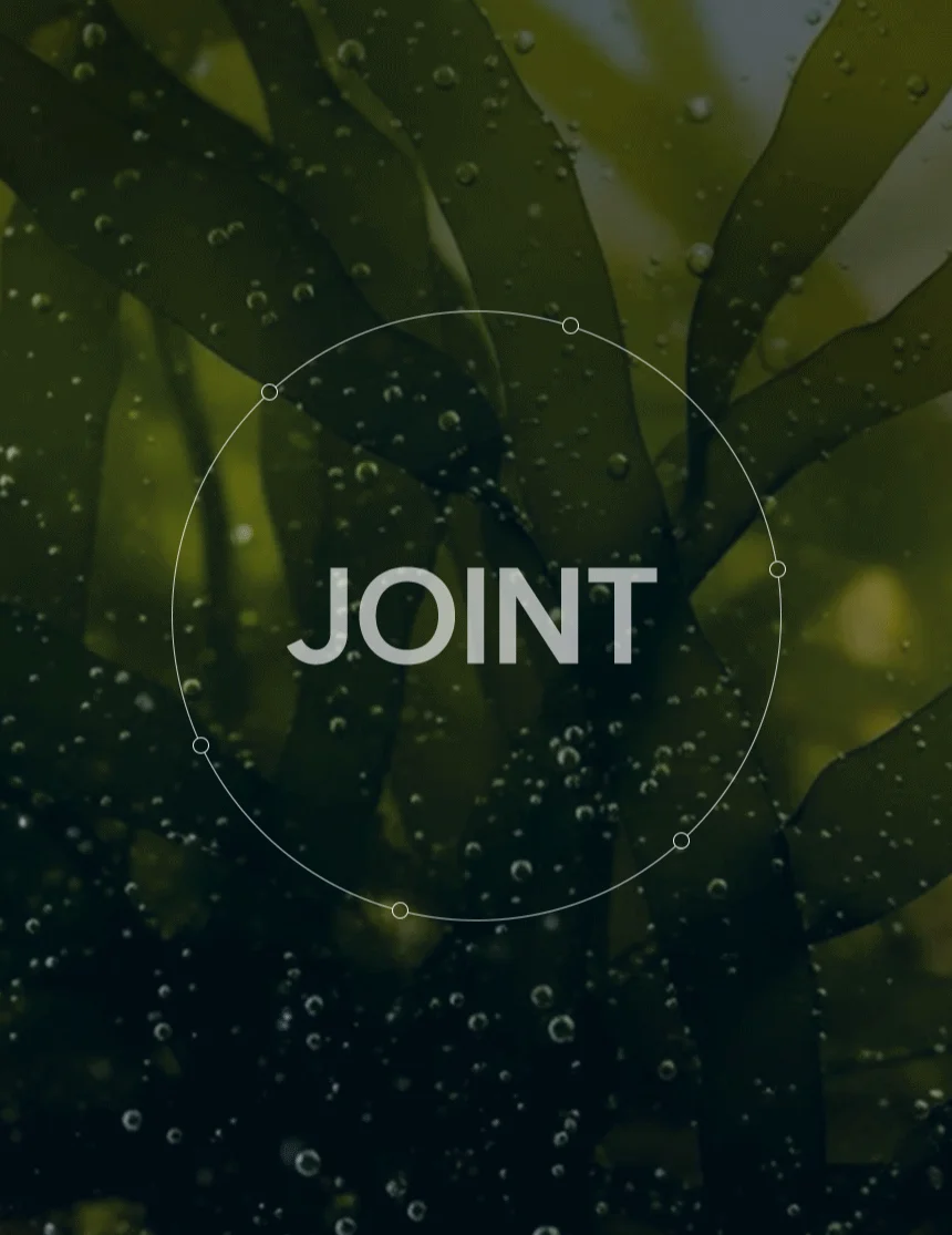 [무료배송] 데이스포 후코이단 관절영양제 250g 9번째