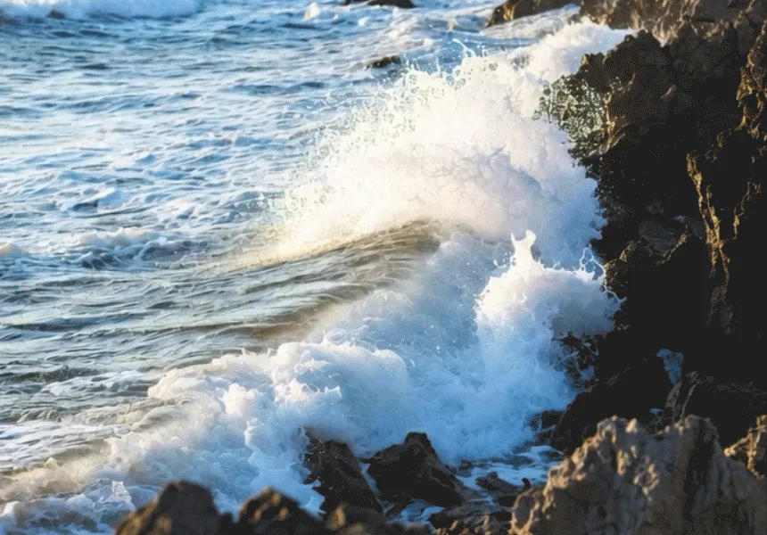 [무료배송] 데이스포 후코이단 종합영양제 250g 1번째