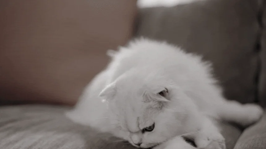 [NEW신상][무료배송] 펫마블 4.4L 타이머 자동급식기 M2 4번째