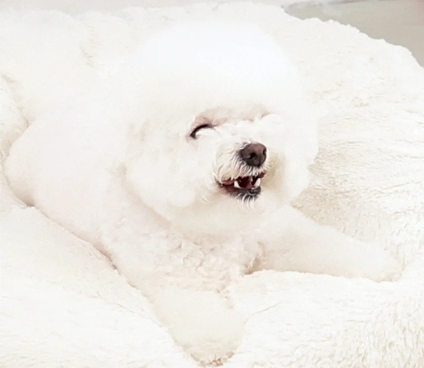 [NEW신상][무료배송] 펫토리아 강아지 한입뚝딱 쫄깃 져키 큐브 간식 150g 4종 (닭고기&고구마/말고기/소고기/양고기) 5번째