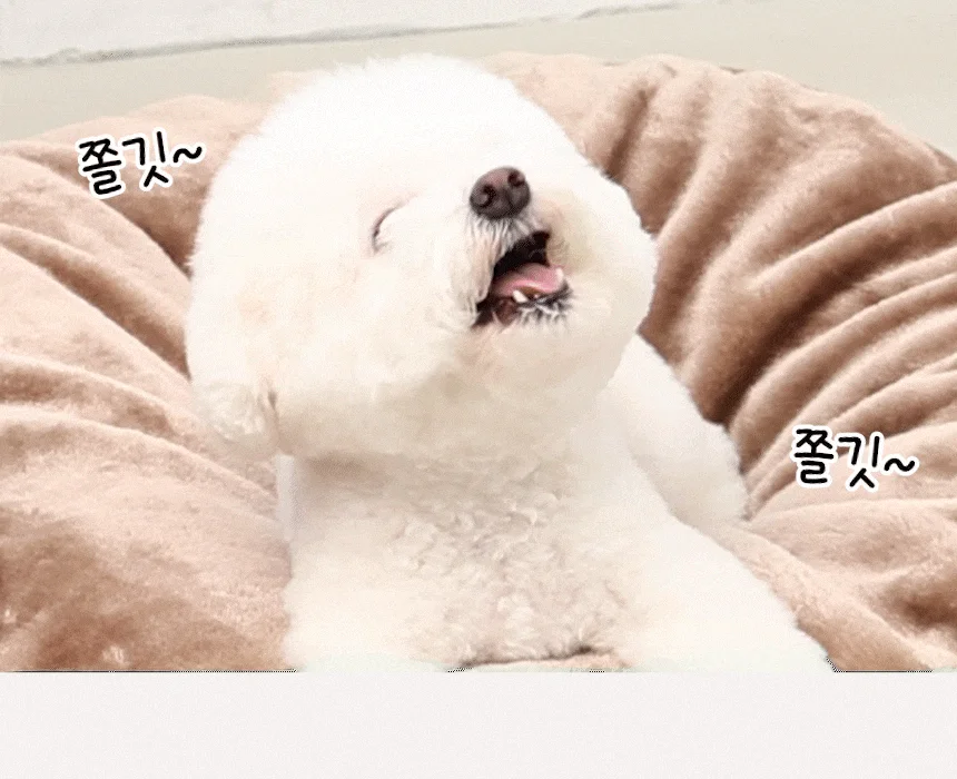 [NEW신상][무료배송] 펫토리아 강아지 한입뚝딱 쫄깃 져키 큐브 간식 150g 4종 (닭고기&고구마/말고기/소고기/양고기) 14번째