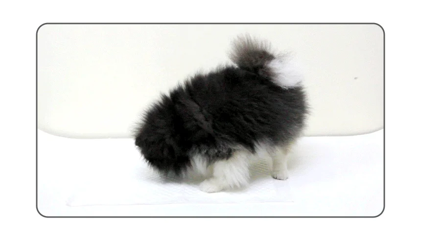 [NEW신상][무료배송] 펫토리아 한장뚝딱 강아지 라이트 배변 패드 무향 (실속형/초대형) 23번째