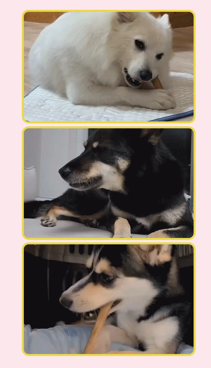 [NEW신상][무료배송] 씨젬 윗츄 한우 우신 수제껌 15cm 2스틱/4스틱 1번째