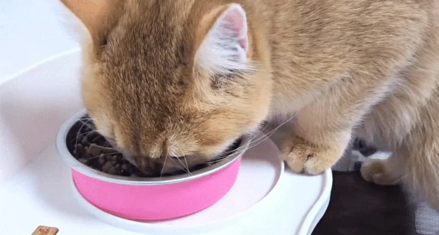 [NEW신상]캐츠랑 키튼 앤 주니어 8kg 2번째