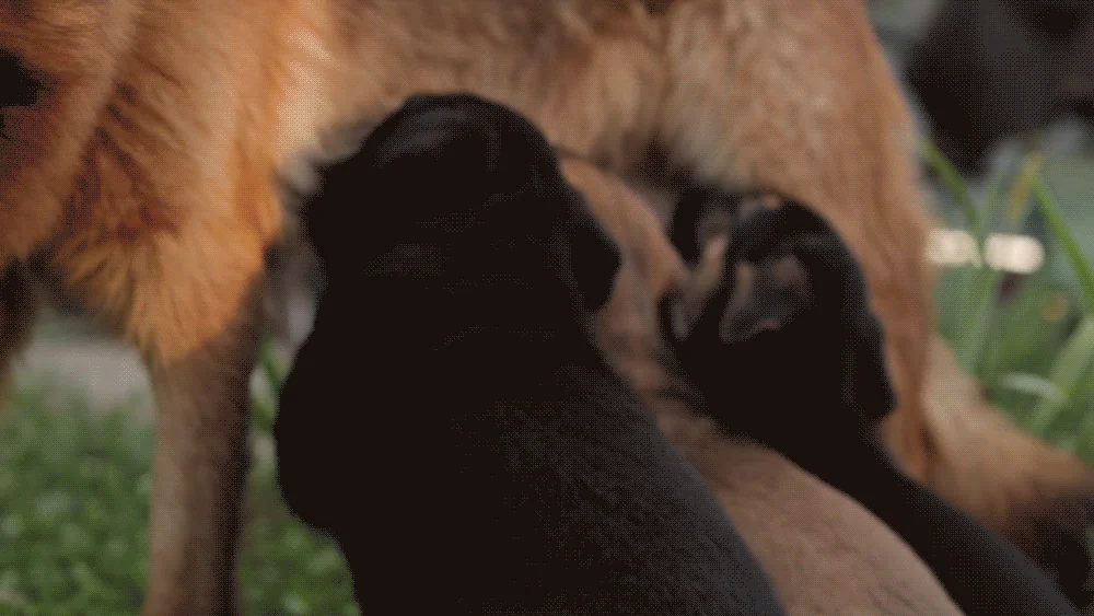 인디고 에이지뉴트리션 어덜트 7+ 포 독 1.2kg 2번째