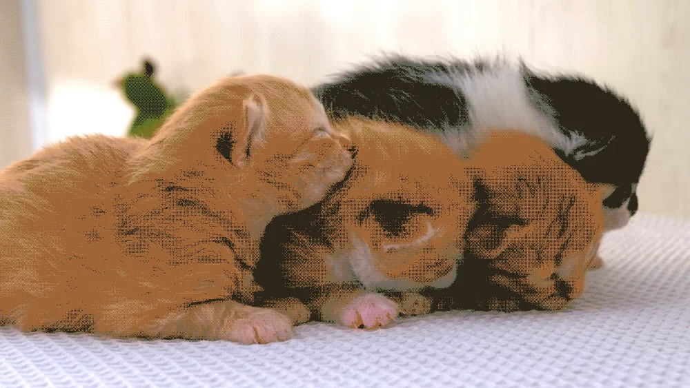 인디고 에이지뉴트리션 어덜트 7+ 포 캣 1.2kg 2번째