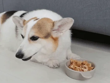 [무료배송] [유통기한임박, 26년04월27일] 펫토리아 뚝딱뚝딱 강아지 육포 간식 대용량 3종 콤보 1kg (치킨/오리) 3번째