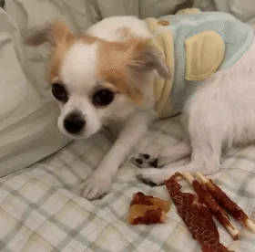 [무료배송] [유통기한임박, 26년04월27일] 펫토리아 뚝딱뚝딱 강아지 육포 간식 대용량 3종 콤보 1kg (치킨/오리) 12번째