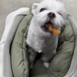 [무료배송] [유통기한임박, 26년04월27일] 펫토리아 뚝딱뚝딱 강아지 육포 간식 대용량 3종 콤보 1kg (치킨/오리) 5번째