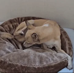 [무료배송] [유통기한임박, 26년04월27일] 펫토리아 뚝딱뚝딱 강아지 육포 간식 대용량 3종 콤보 1kg (치킨/오리) 14번째