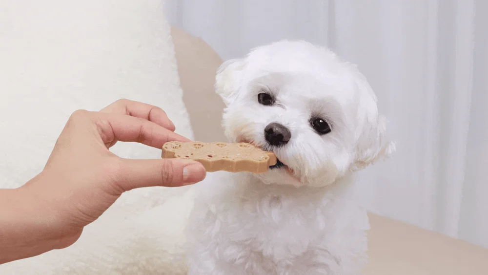 [NEW신상][무료배송] 네이처트레이스 독 스파이더웹 덴탈바 하이포알러제닉 12개입 2번째