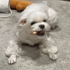 [무료배송] [유통기한임박, 26년04월27일] 펫토리아 뚝딱뚝딱 강아지 육포 간식 대용량 3종 콤보 1kg (치킨/오리) 23번째