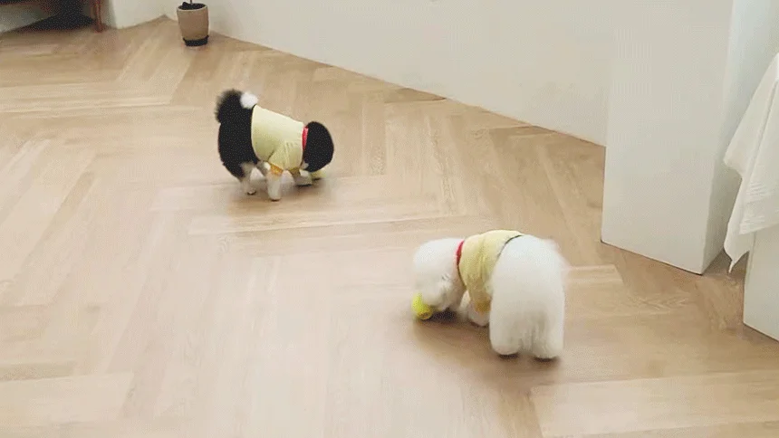 [NEW신상][무료배송] 펫토리아 르칙 강아지 간식 공놀이 장난감 노즈워크 테니스볼 1번째