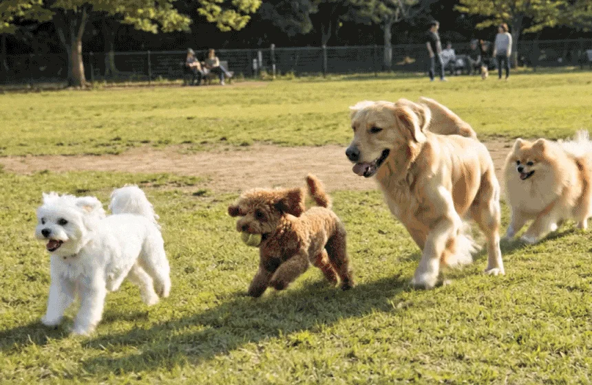 [무료배송] 데이스포 독 와이즈 퓨어 중간알갱이 7.6kg 1번째