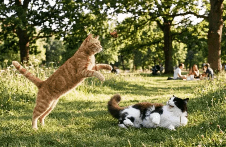 [무료배송] 벨버드 캣츠맘마 전연령 20kg 1번째