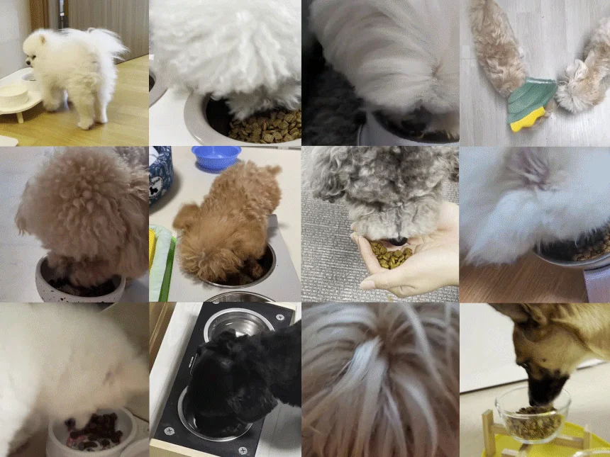 [NEW신상][무료배송] 데이스포 독 와이즈 스킨앤코트 5kg 5번째