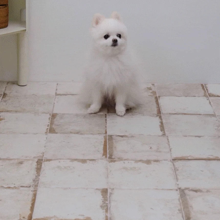 [NEW신상][무료배송] 체고케어 털안붙는 초속건 물흡수 미끄럼방지 발매트 3번째