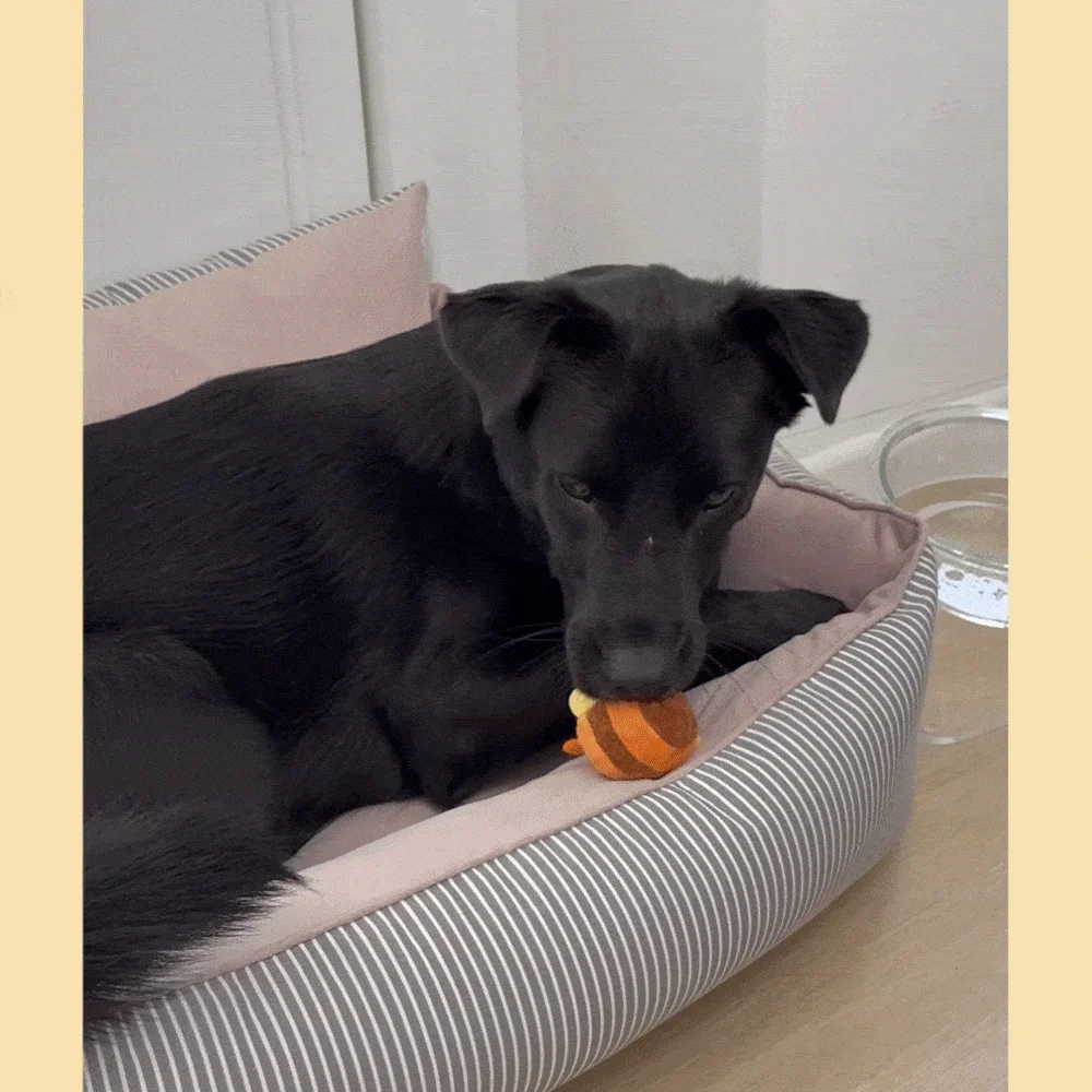 [NEW신상][무료배송] 가티가티 강아지 터그놀이 장난감 선물 세트 9번째