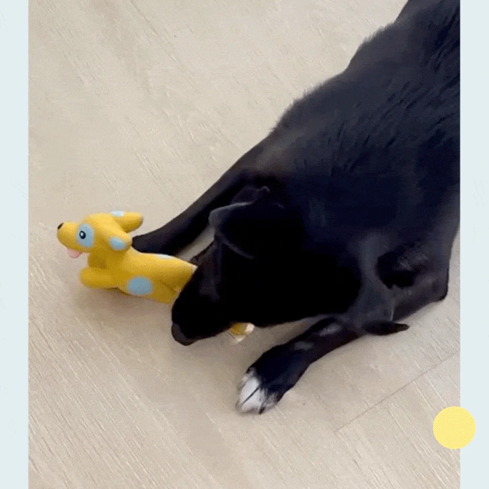 [NEW신상][무료배송] 가티가티 강아지 터그놀이 장난감 선물 세트 26번째