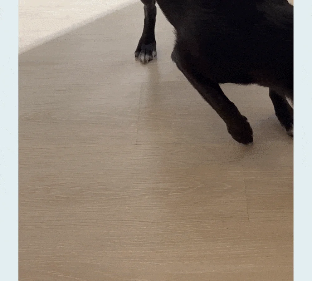 [NEW신상][무료배송] 가티가티 강아지 터그놀이 장난감 선물 세트 28번째