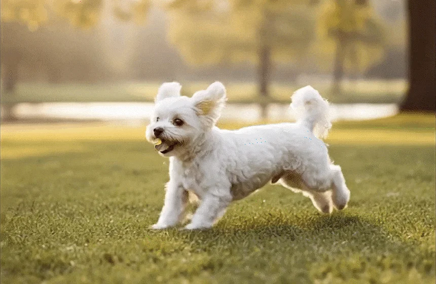 [NEW신상][무료배송] 한삼인 펫츠밀 말티즈 사료 1.8kg 1번째