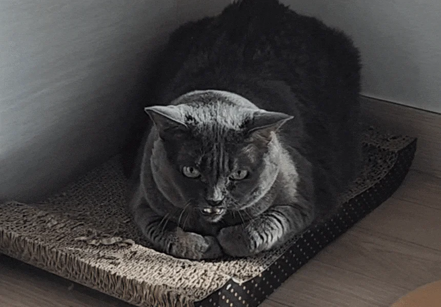 [NEW신상][무료배송] 캣나인 안식처 이너무바 76x46cm 10번째