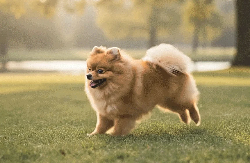 [NEW신상][무료배송] 한삼인 펫츠밀 포메라니안 사료 1.8kg 1번째