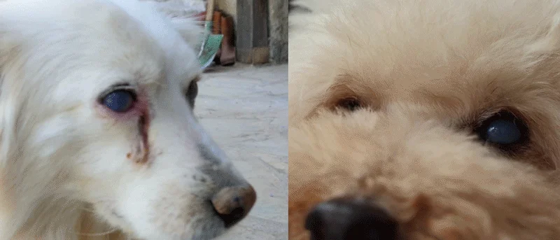 [NEW신상][무료배송] 피키펫 독 눈물 영양제 10g*20개입 10번째