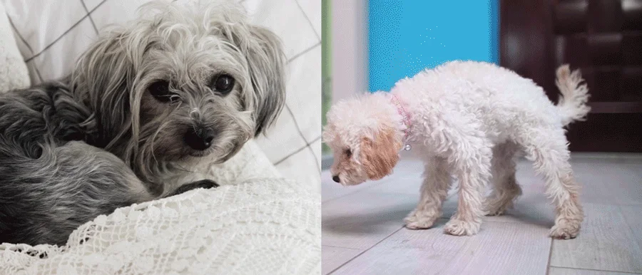 [NEW신상][무료배송] 피키펫 독 장&위 영양제 10g*20개입 9번째