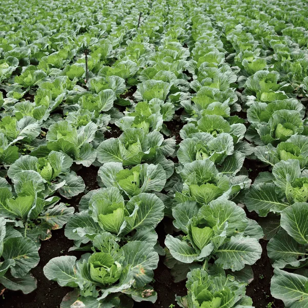 [NEW신상]와즈펫 강아지 프리미엄 화식사료 연어 100g 7번째 상세 이미지