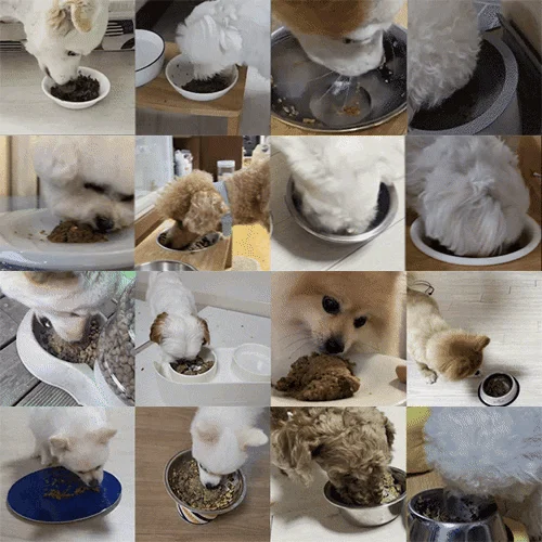 [NEW신상]와즈펫 강아지 프리미엄 화식사료 연어 100g 16번째 상세 이미지