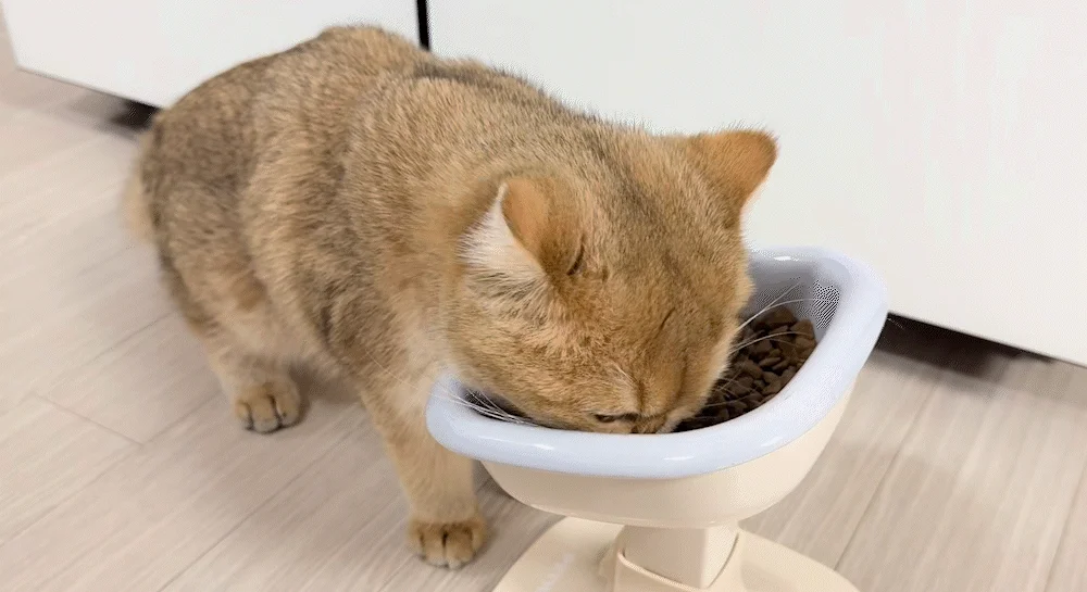 [NEW신상]뉴트리플랜 캣 전연령 플러스 연어맛 5kg 4번째