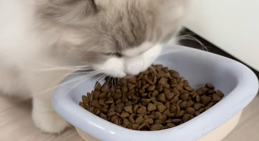 [NEW신상]뉴트리플랜 캣 전연령 플러스 닭고기맛 5kg 2번째