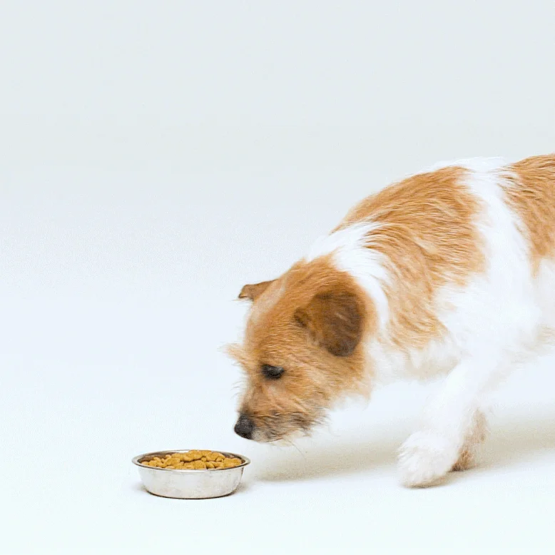 [NEW신상][무료배송] 아르르 냐미냐미 식기 미스티 카키/스위트 콘 5번째