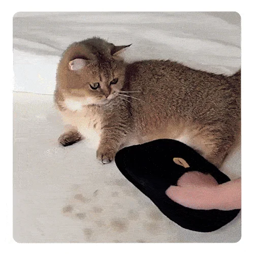 [NEW신상][무료배송] 행복한댕냥이 반려동물 털 제거 장갑 1번째