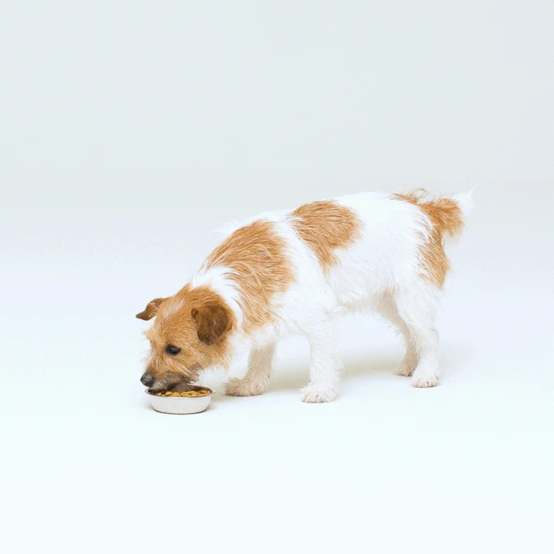 [NEW신상][무료배송] 아르르 냐미냐미 식기 미스티 카키/스위트 콘 9번째