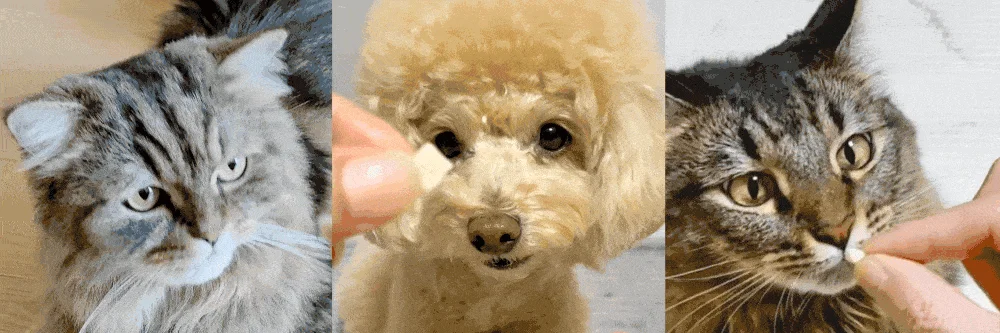 조공 미니트릿 태평양 북어 50g 3번째 상세 이미지