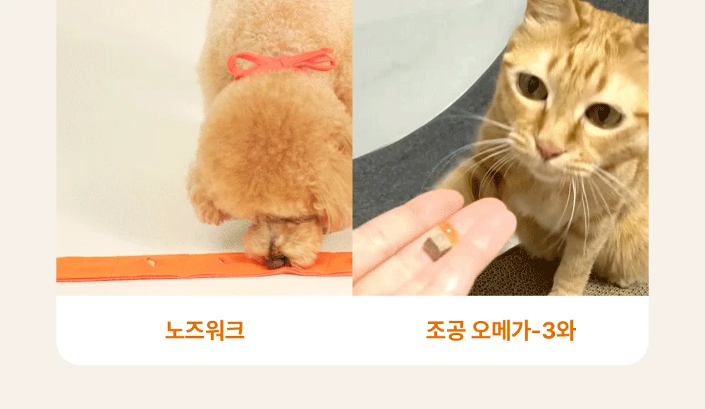 조공 미니트릿 태평양 북어 50g 23번째 상세 이미지