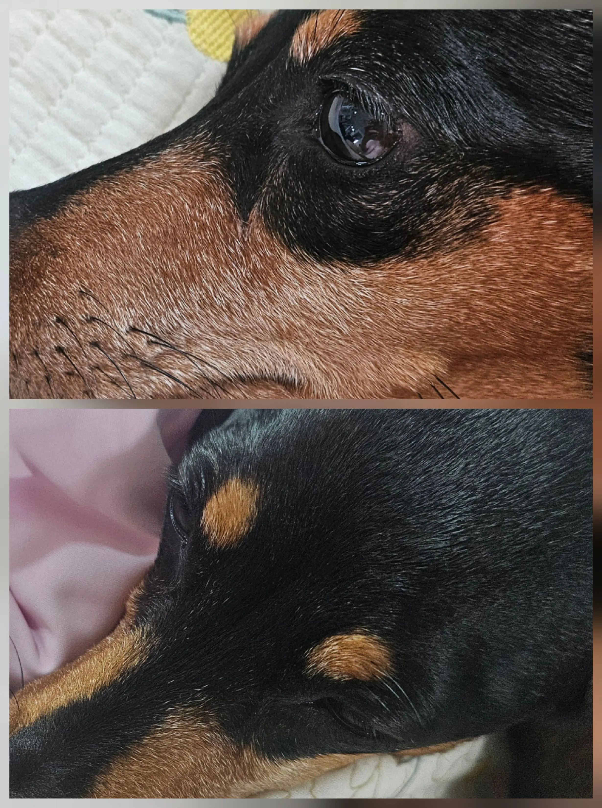 [무료배송] 정글몬스터 독 눈물 자국 페이스 폼 클렌저 베스트 후기 이미지